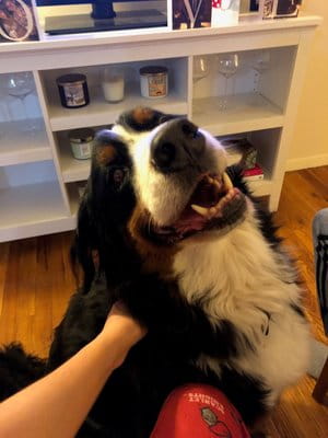 Zeus Marsh Dog