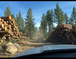 Timberland Management