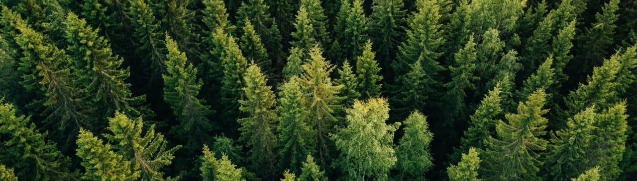 Forestry Consulting Services
