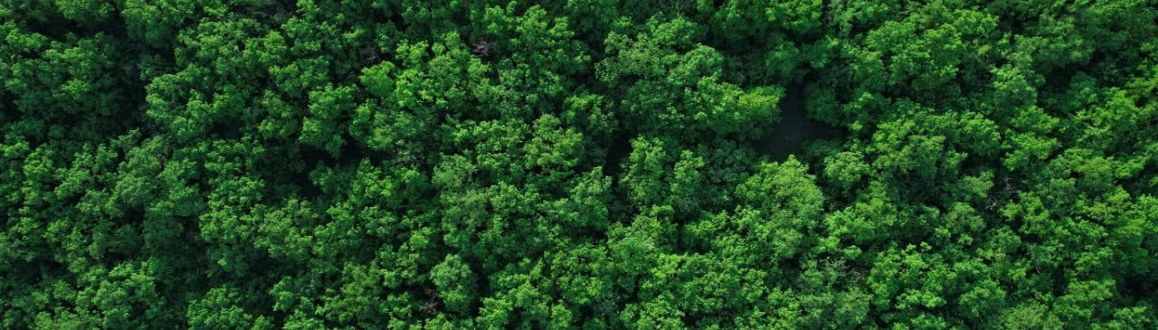 Forest Carbon Validation and Verification