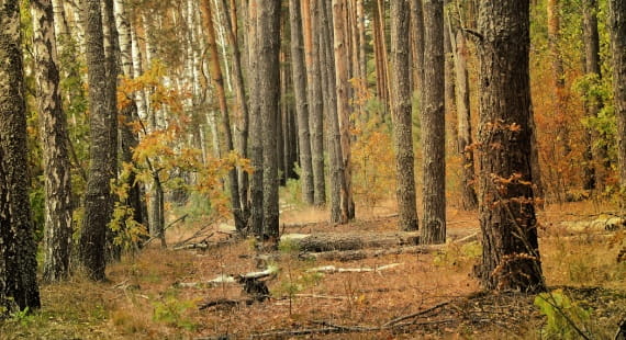 Trees in a forest