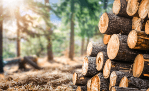 Chứng nhận fsc coc phiên bản 3.1 việt nam