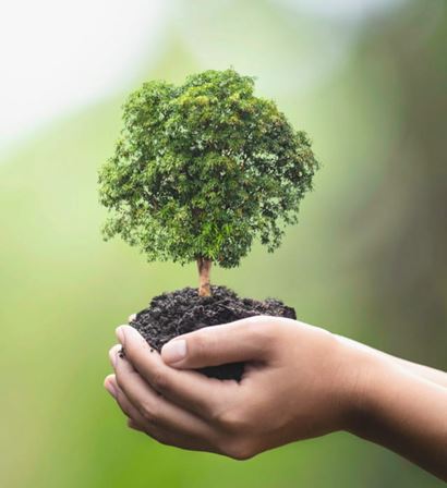 Kleiner Bonsai Baum getragen von den Händen einer Frau