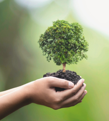 Due mani che tengono un piccolo albero con la terra, simbolo di sostenibilit&agrave;, cura per l&rsquo;ambiente e crescita responsabile.