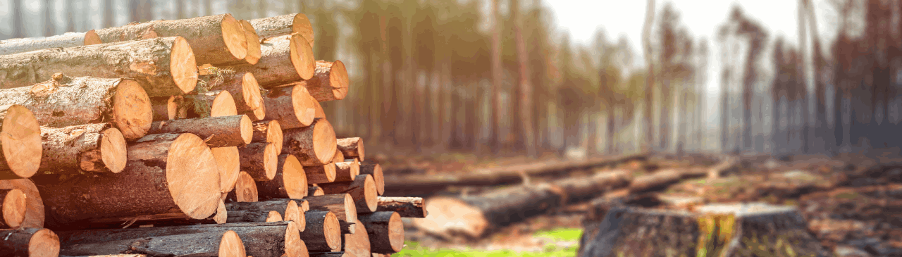 Cập nhật xu hướng phát triển bền vững cho chuỗi hành trình sản phẩm gỗ thông qua hai tiêu chuẩn FSC CoC và PEFC CoC